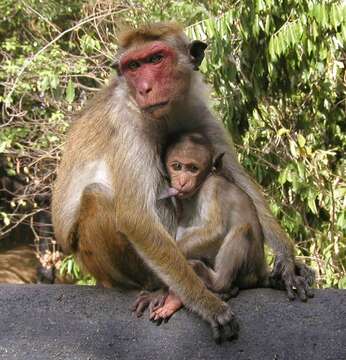 Image of Toque macaque