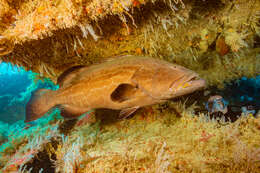 Image of Black Grouper