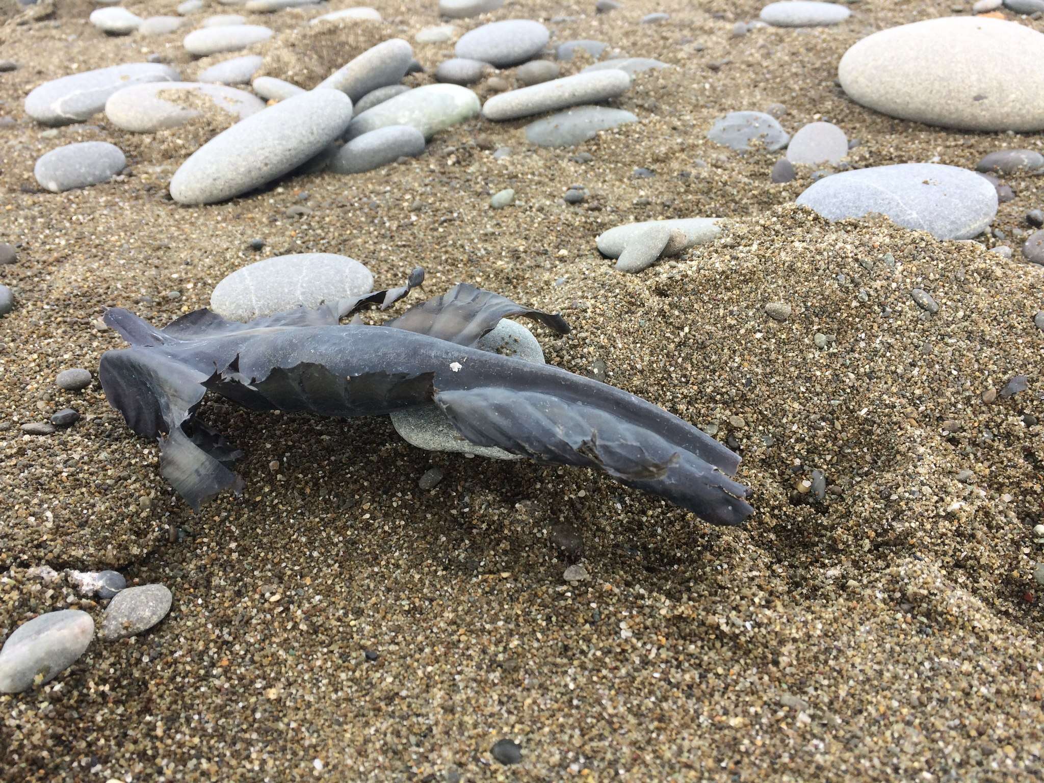 Image of Elephant Fish