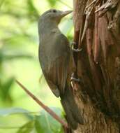 Sivun Colluricincla rufogaster Gould 1845 kuva