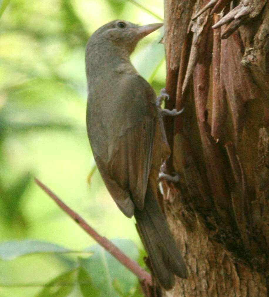 Image of Rufous Shrikethrush