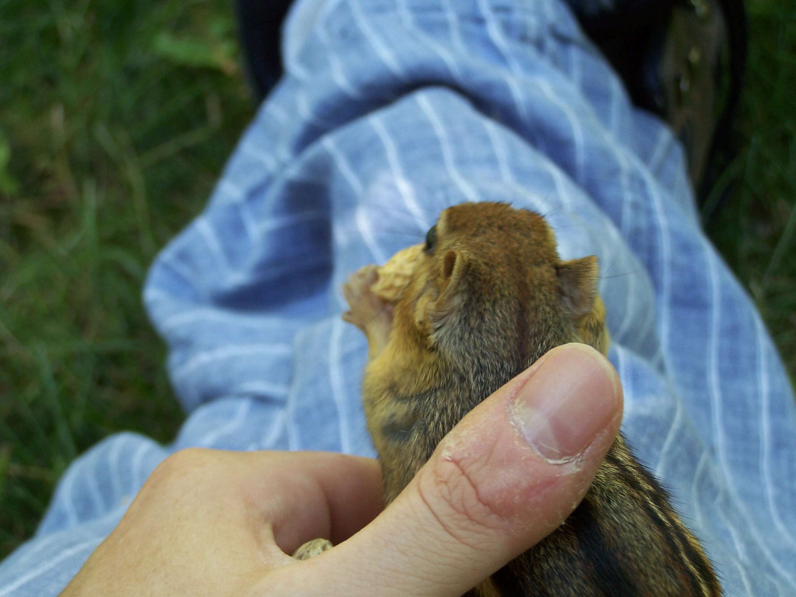 Image of Siberian Chipmunk