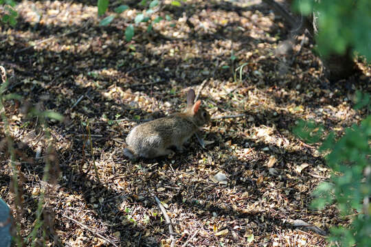 Image of eastern cottontail