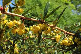 Image of Warted Barberry
