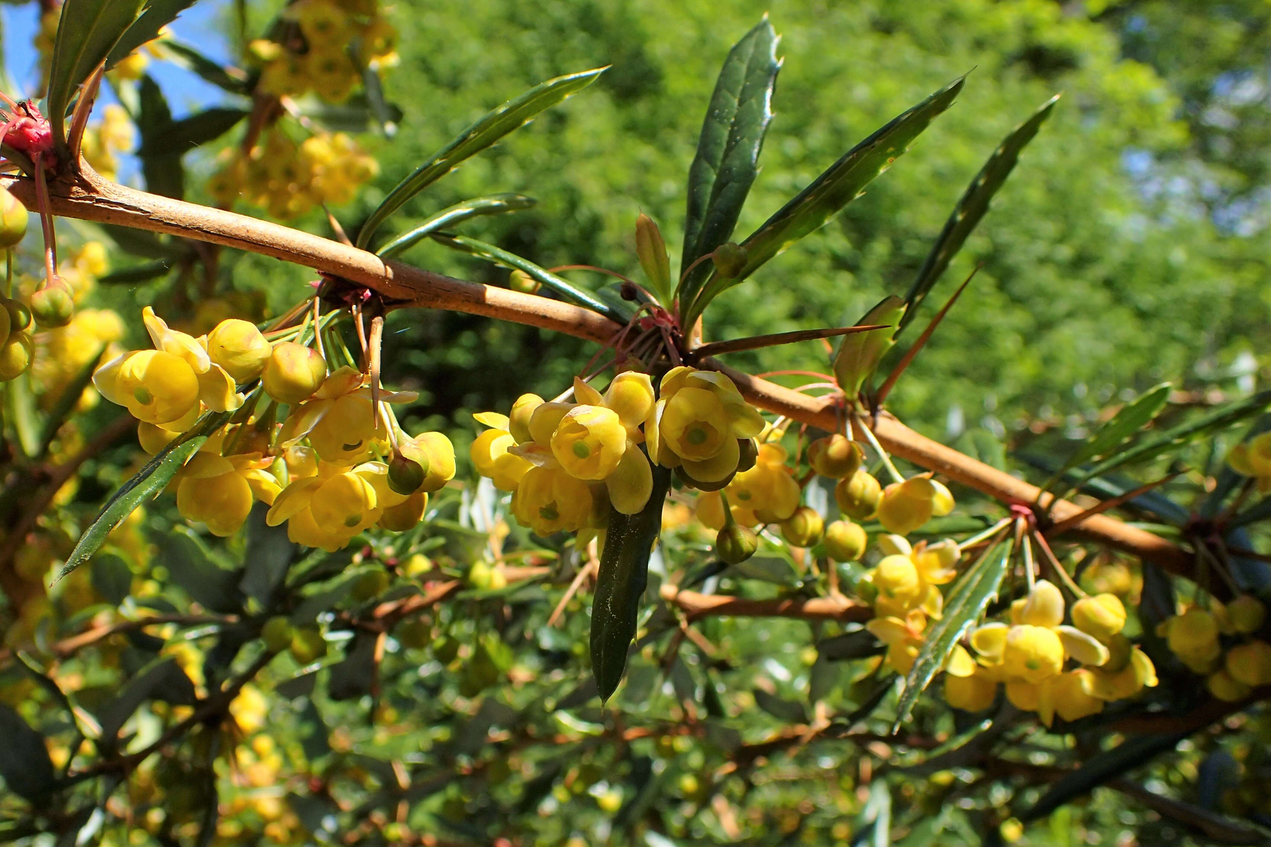 Image of Warted Barberry