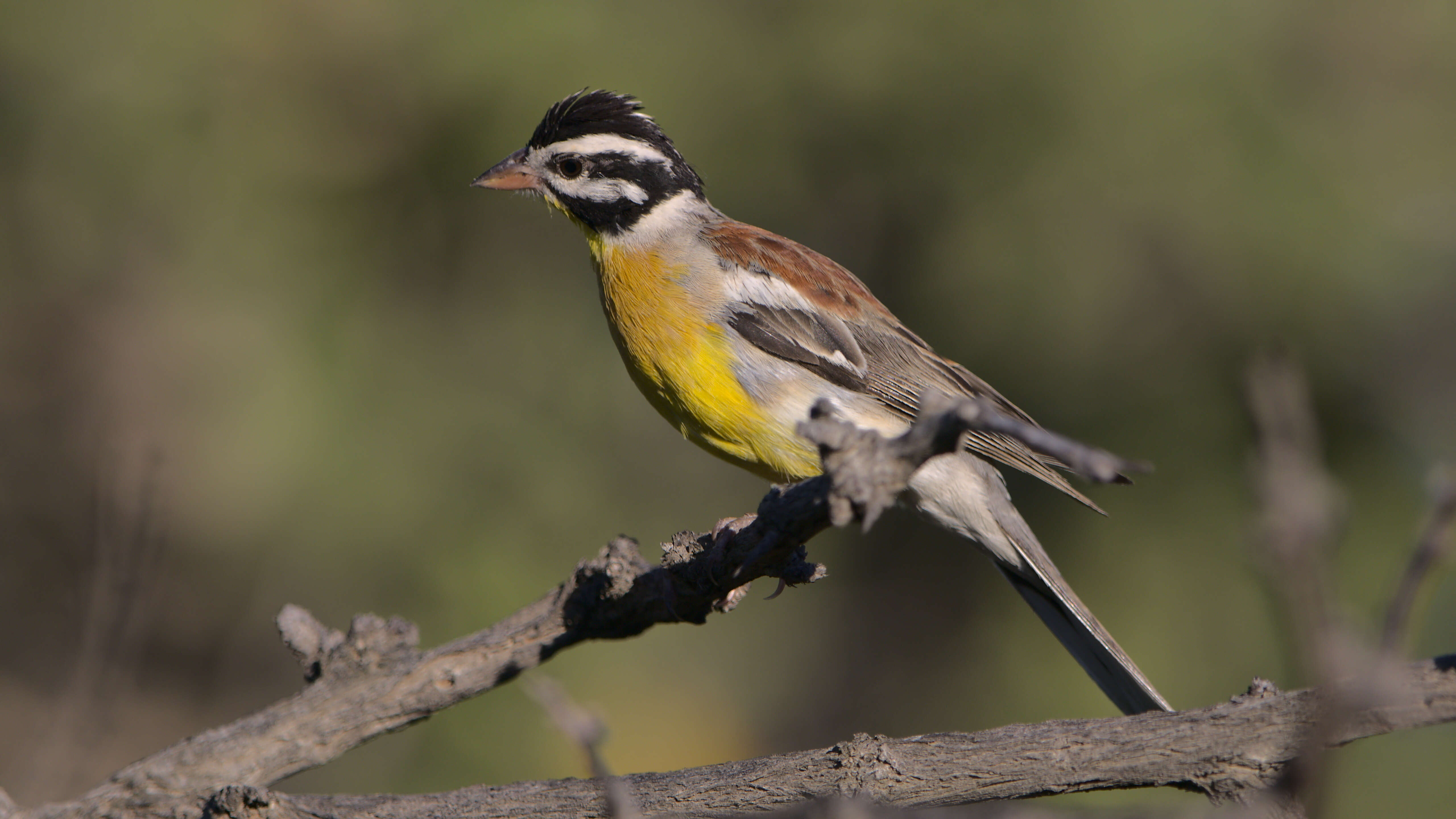 Image of African Golden-breasted Bunting