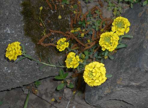 Sivun Alyssum wulfenianum Bernh. ex Willd. kuva