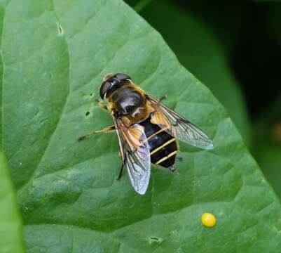 Image de <i>Eristalis horticola</i>