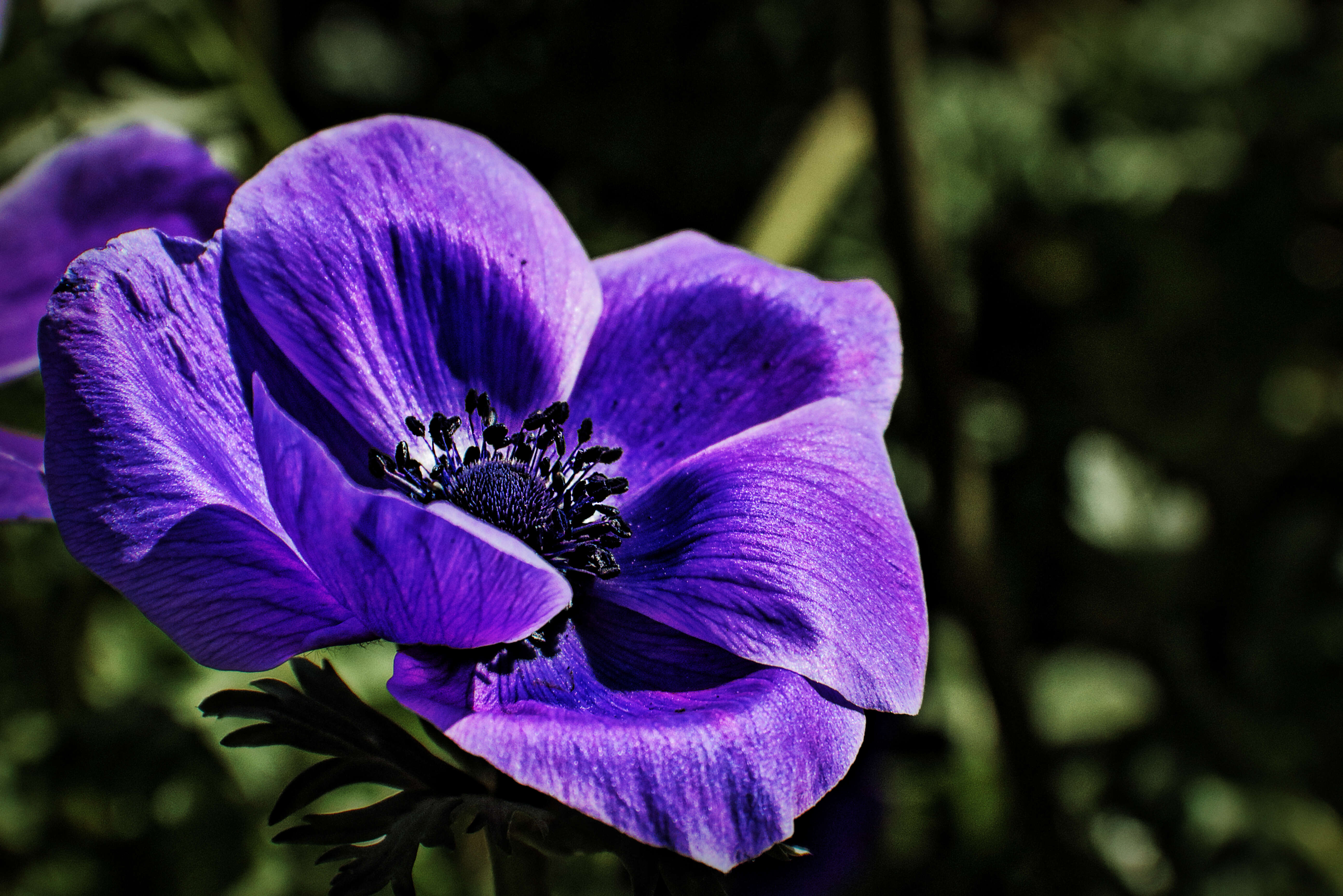 Imagem de Anemone coronaria L.