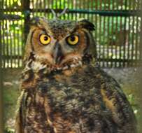 Image of Great Horned Owl