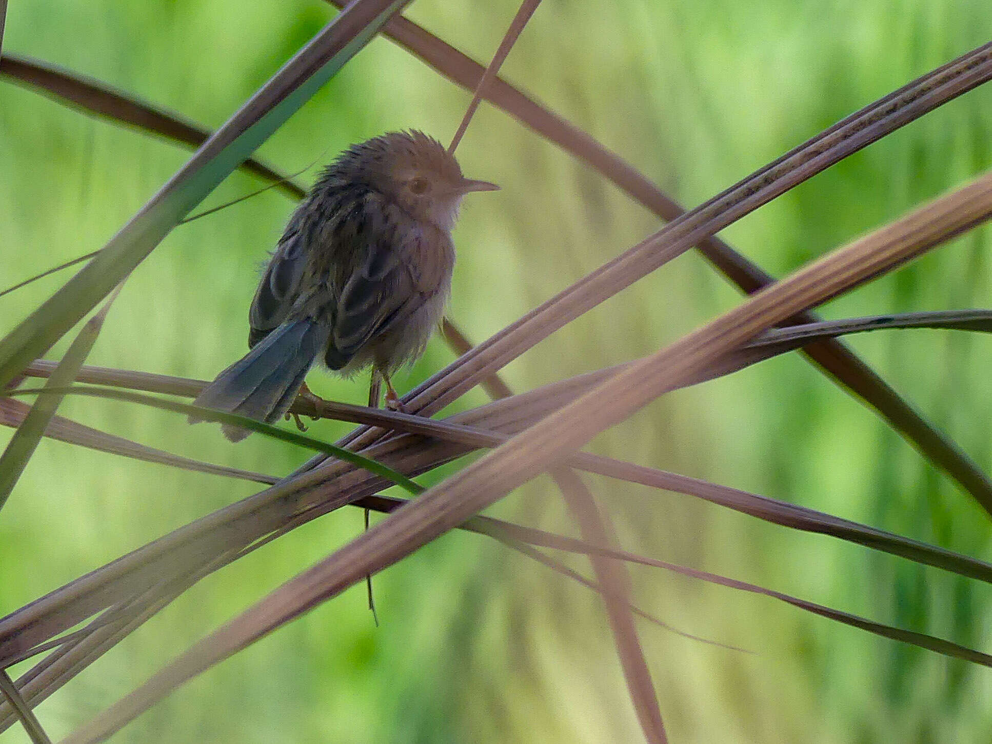 Слика од Prinia gracilis (Lichtenstein & Mhk 1823)