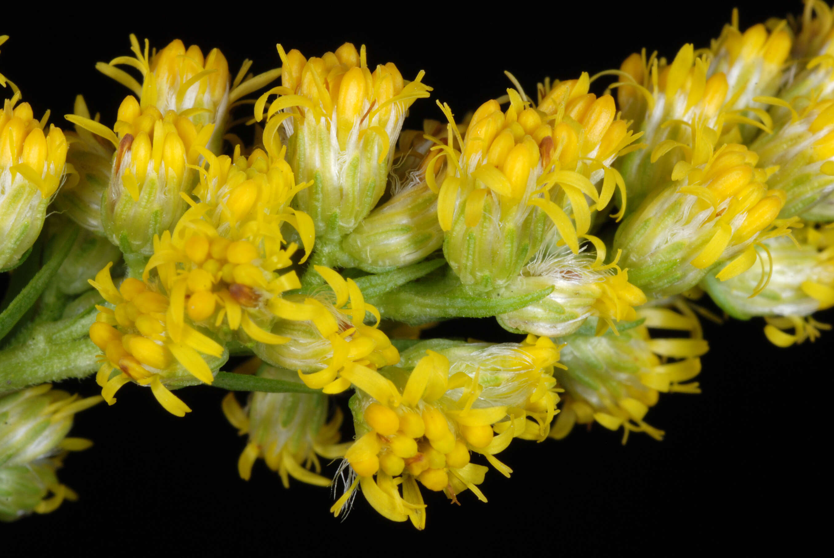 Imagem de Solidago gigantea Ait.