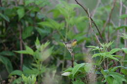 Geothlypis trichas (Linnaeus 1766) resmi