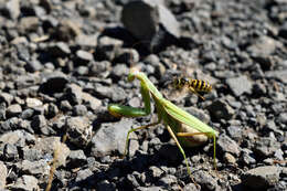 Sivun Vespula pensylvanica (de Saussure 1857) kuva