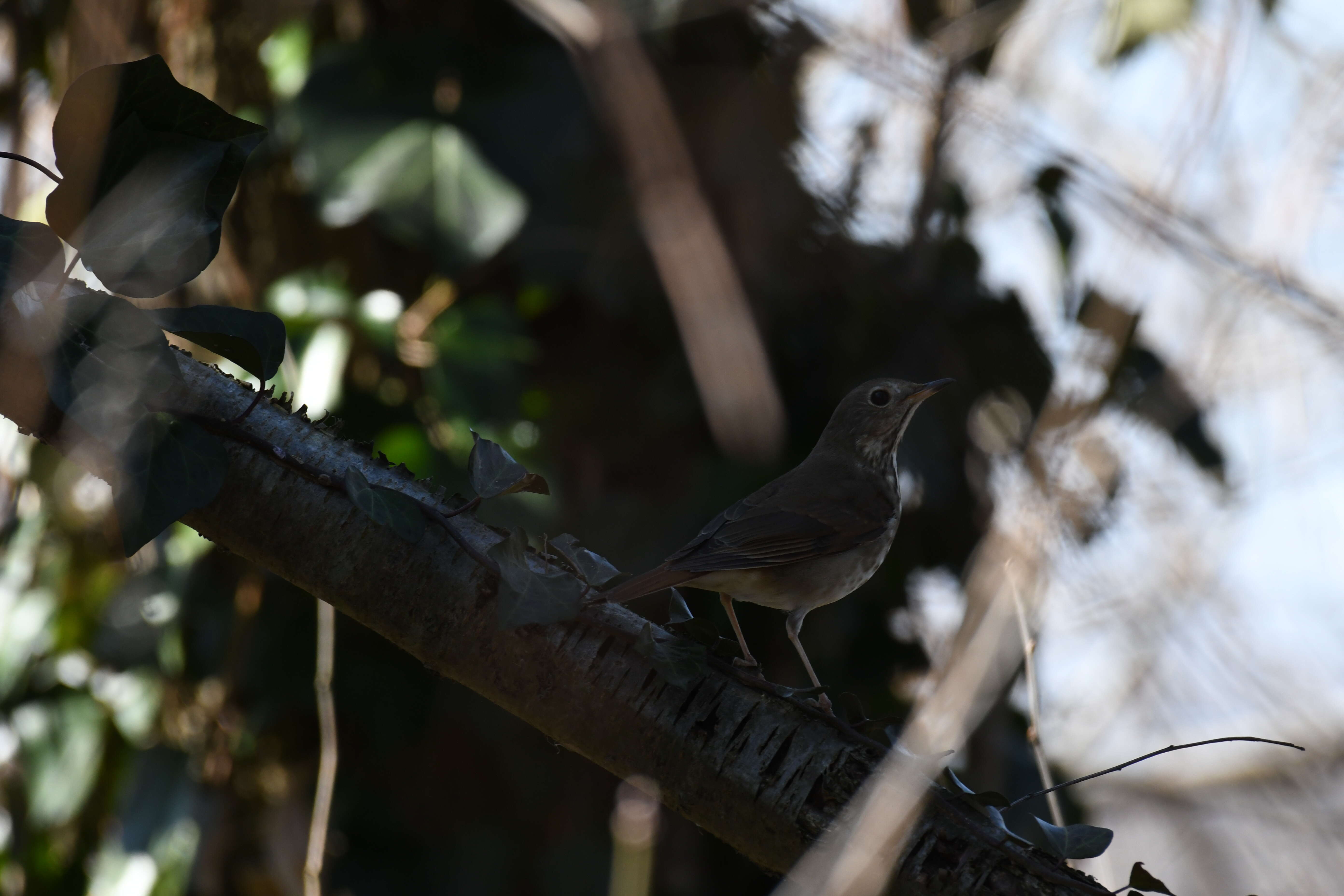 Image of Hermit Thrush