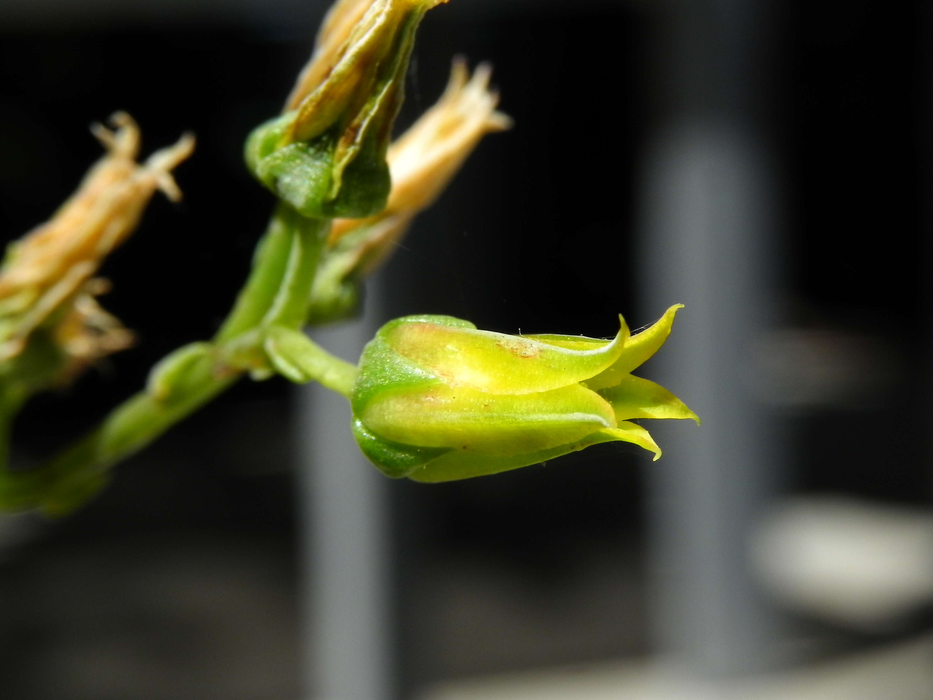 Imagem de Dudleya stolonifera Moran