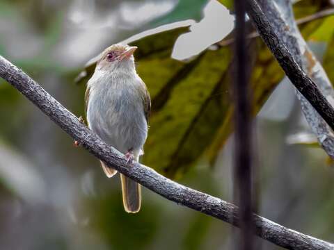 Image of Brown-headed Greenlet