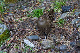 Image of Mikado Pheasant