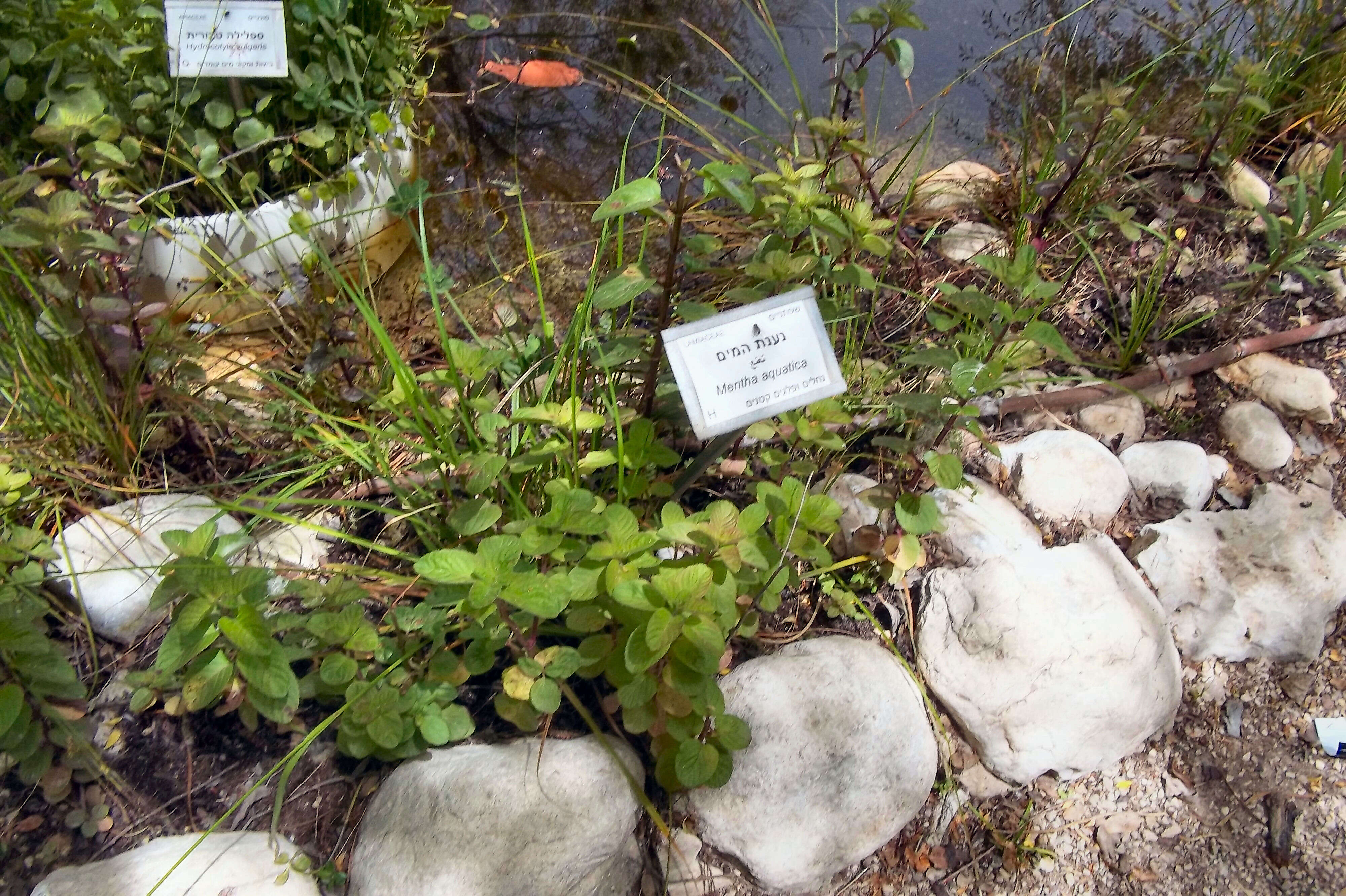 Image of Water Mint