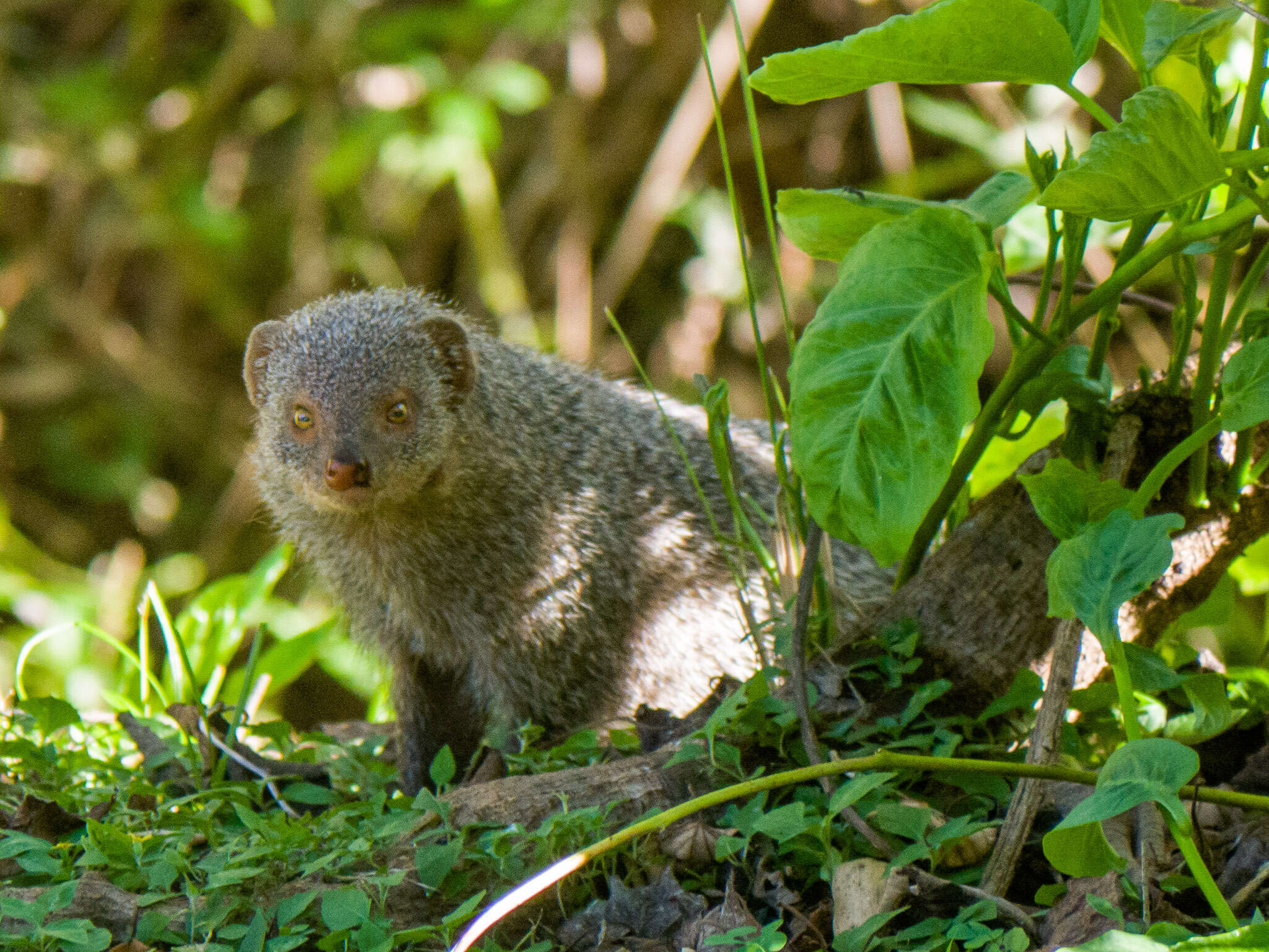 Image of Indian Gray Mongoose