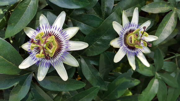 Image de Passiflora caerulea L.