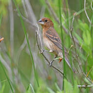 Image of Blue Grosbeak