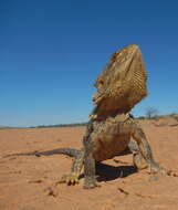 Image of Central bearded dragon