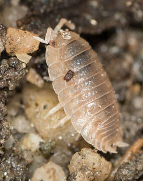 Image of Isopod