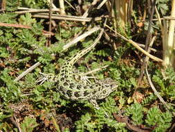 Image of Magellan's Tree Iguana