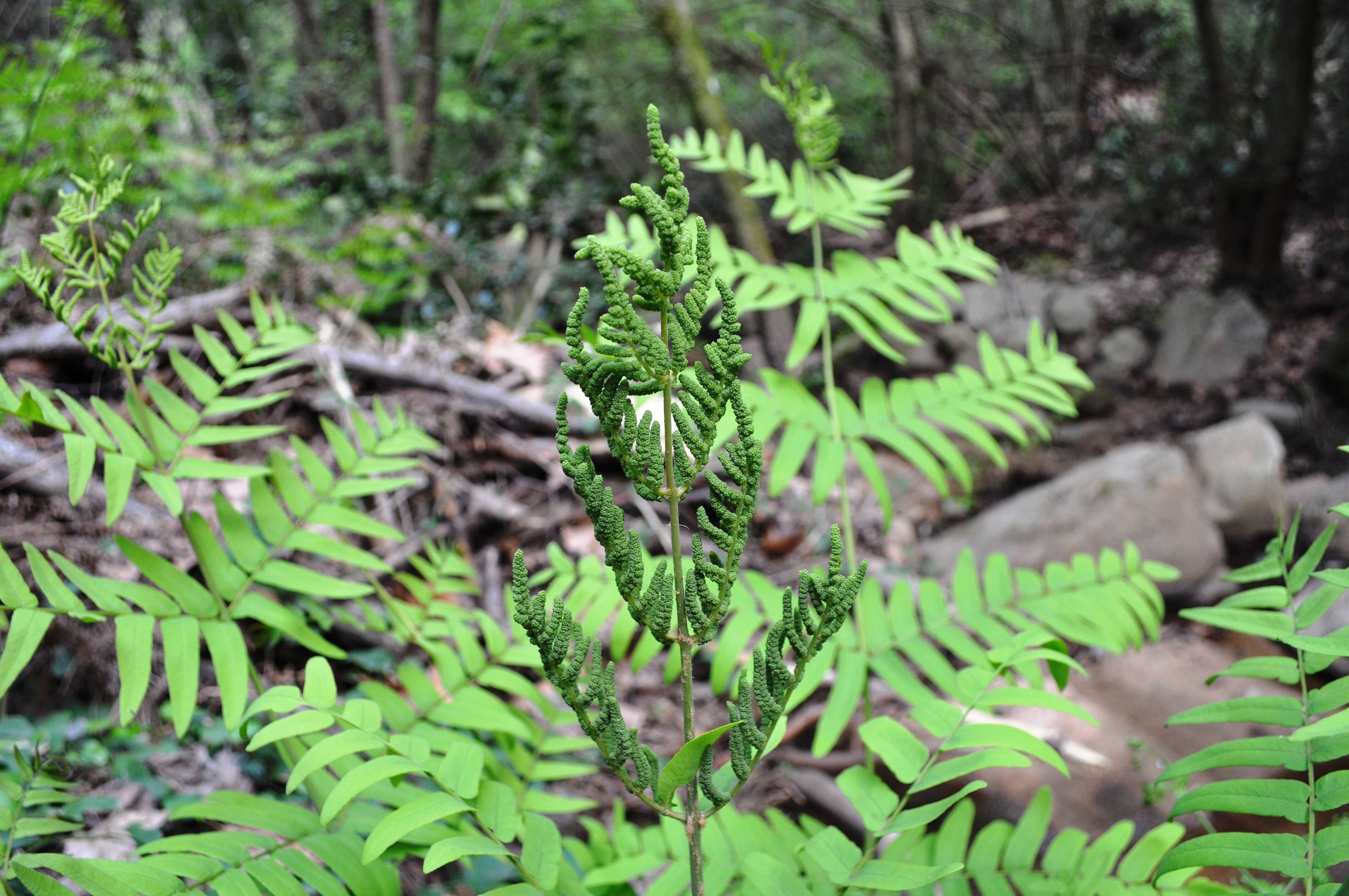 Image of Royal Fern