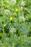 Image of common buttercup