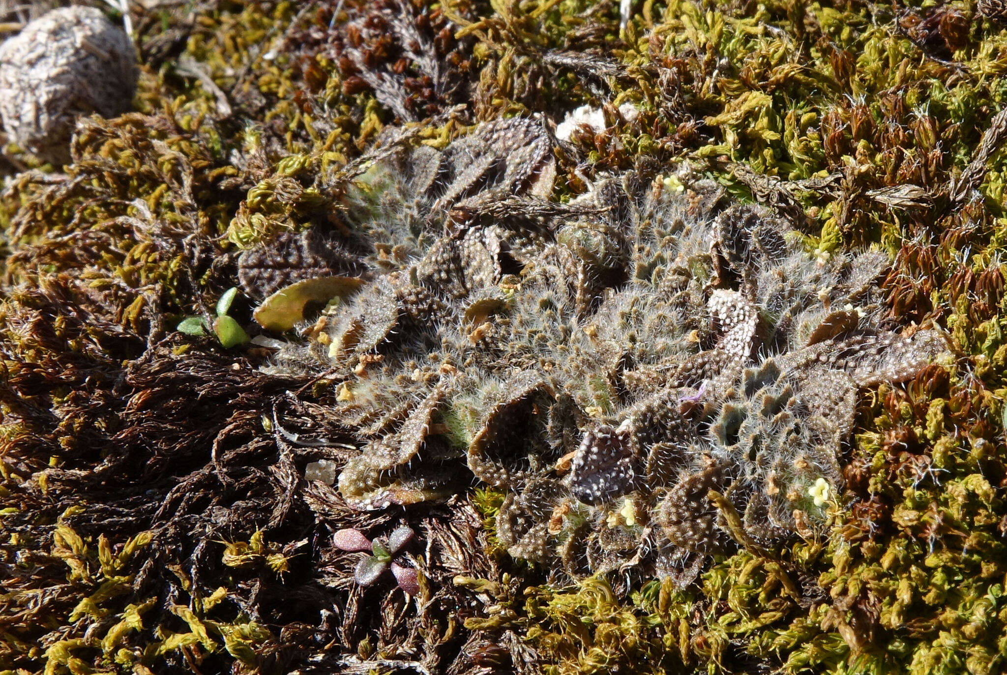 Image de Myosotis brevis de Lange & Barkla