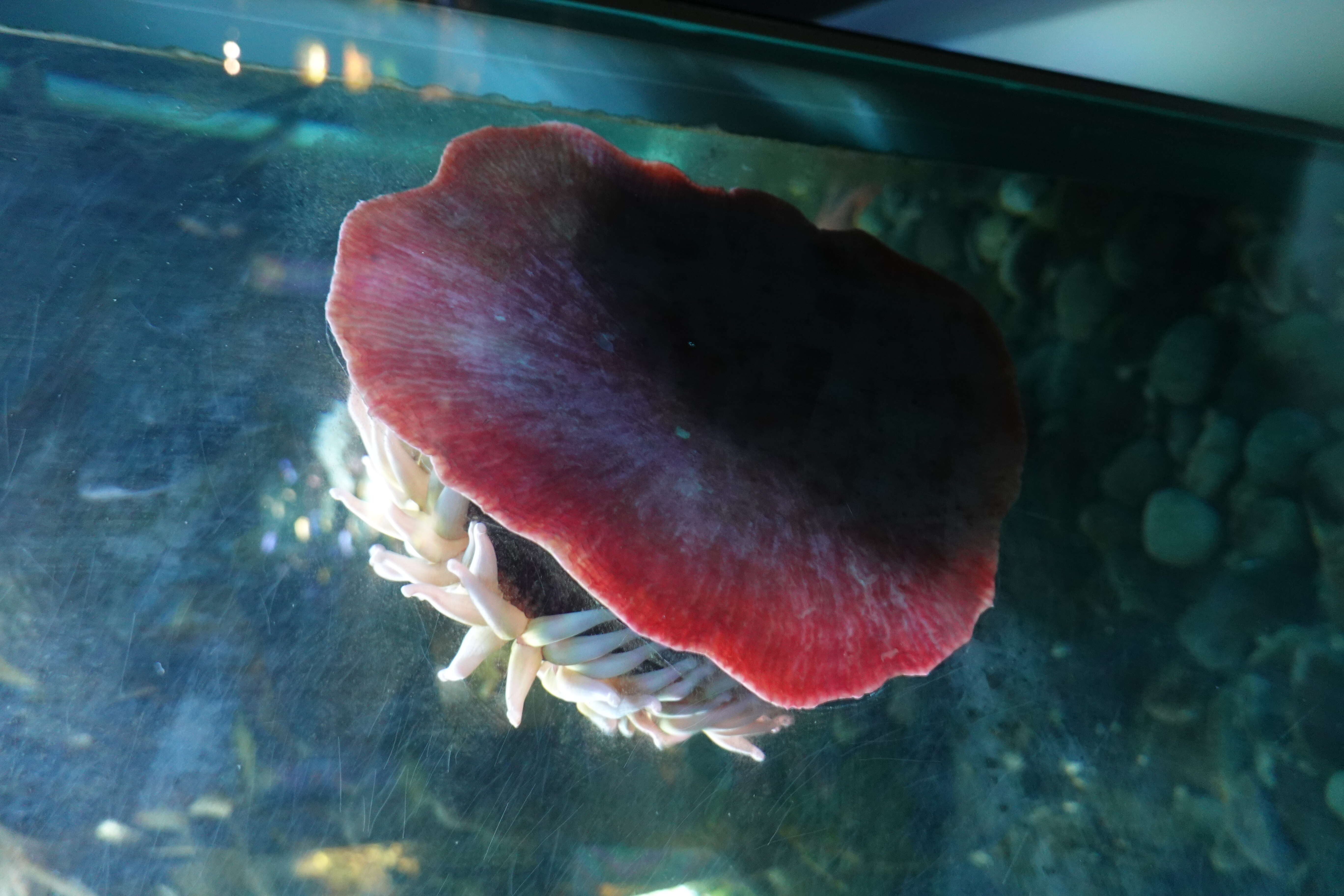 Image of Fish-eating anemone