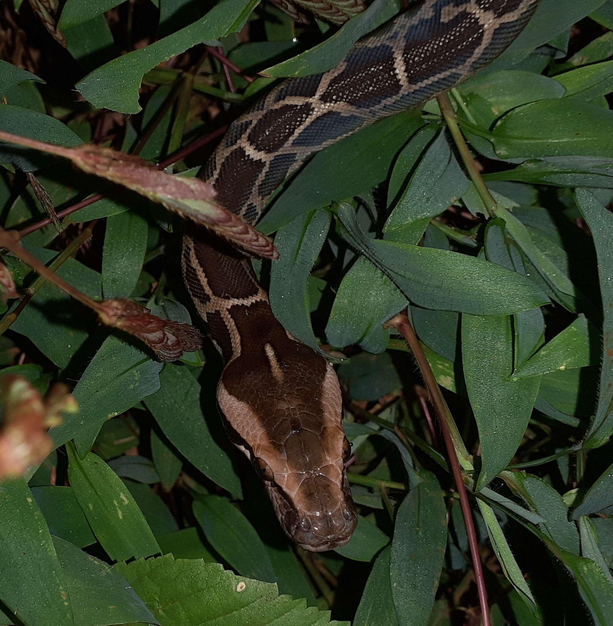 Image of Asiatic rock python