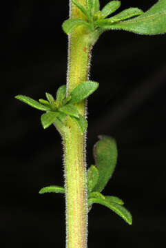 Image of gray goldenrod