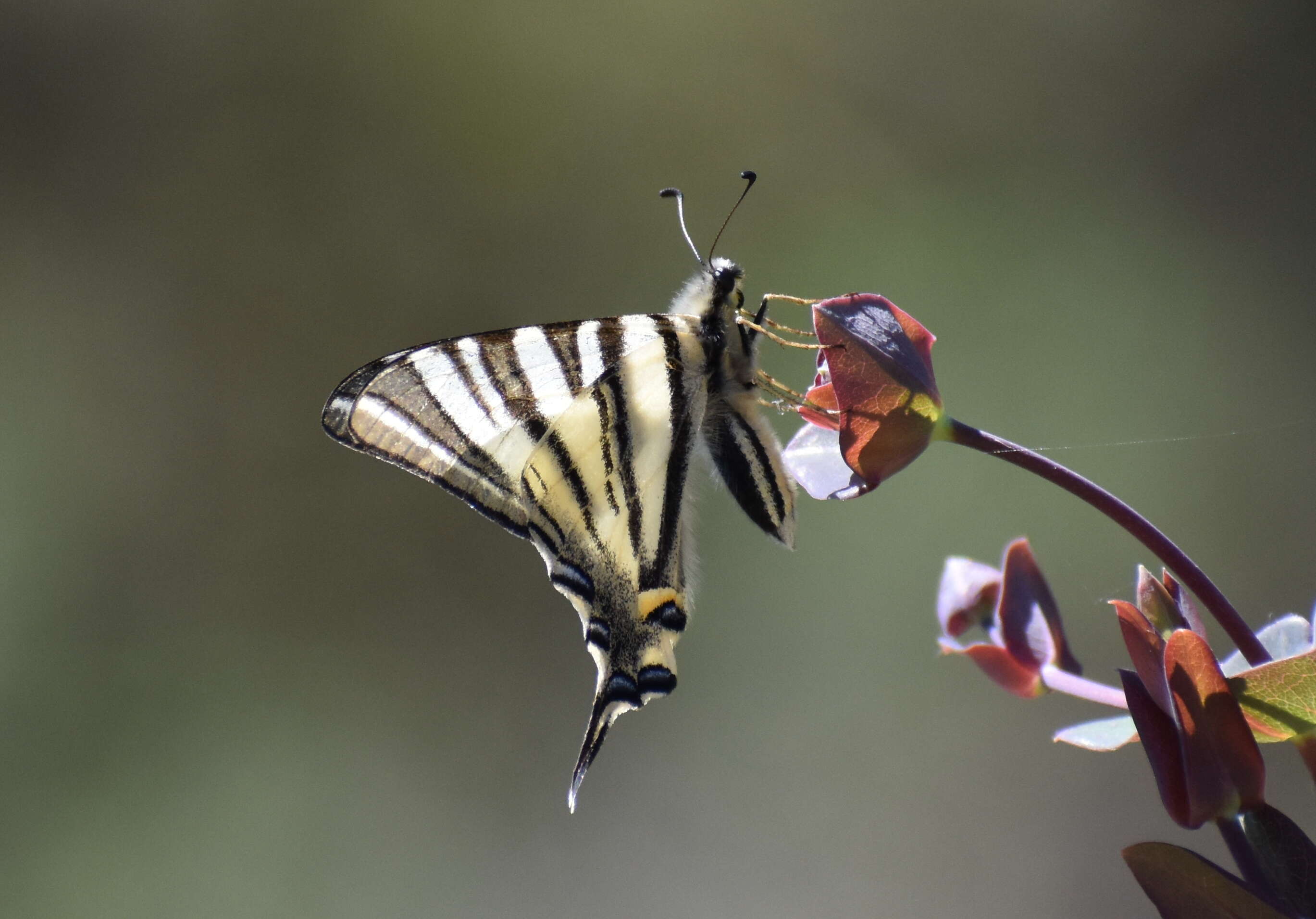 Imagem de Iphiclides