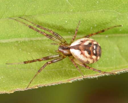 Image of Tuftlegged Orbweaver