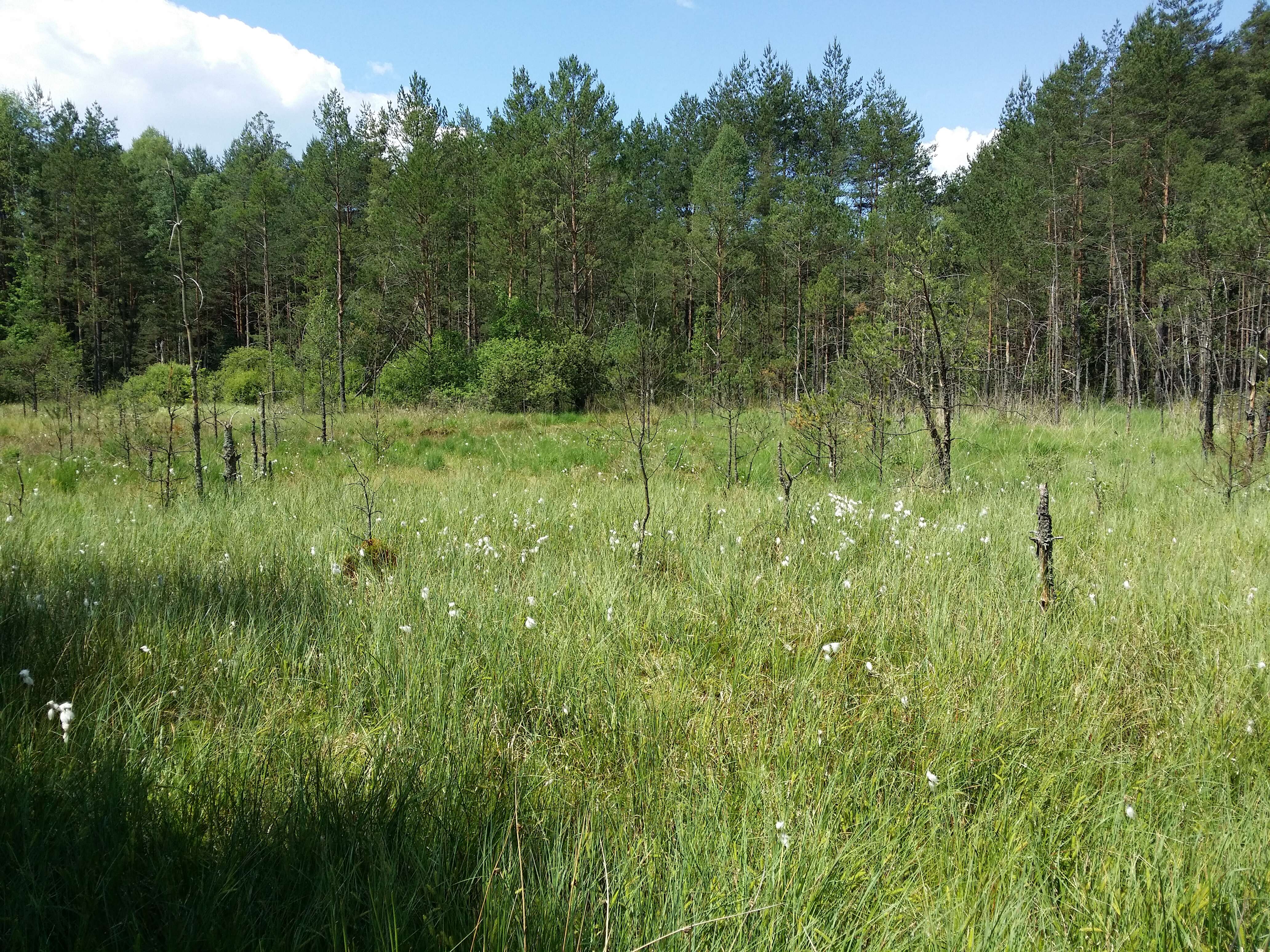 Image of common cottongrass