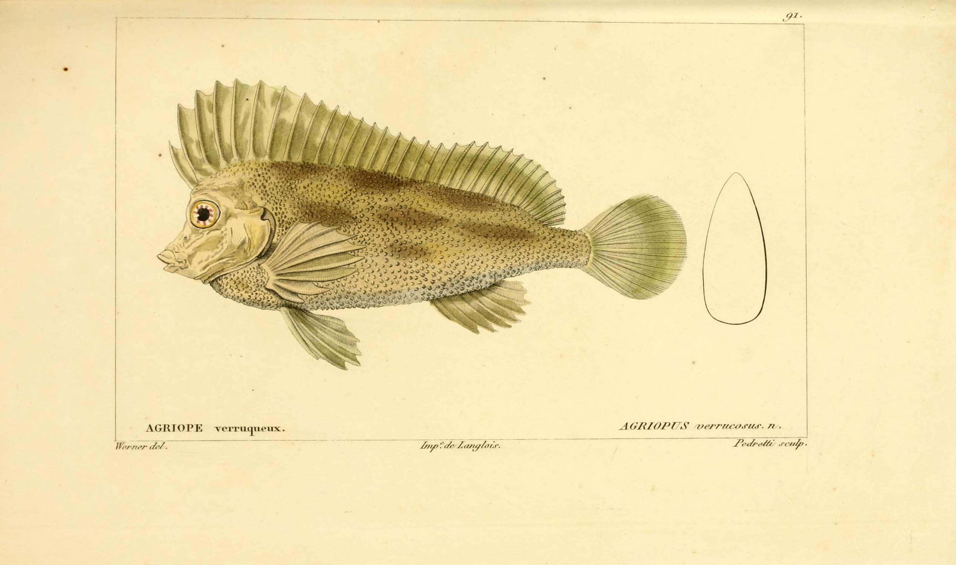 Слика од Congiopodus torvus (Gronow 1772)