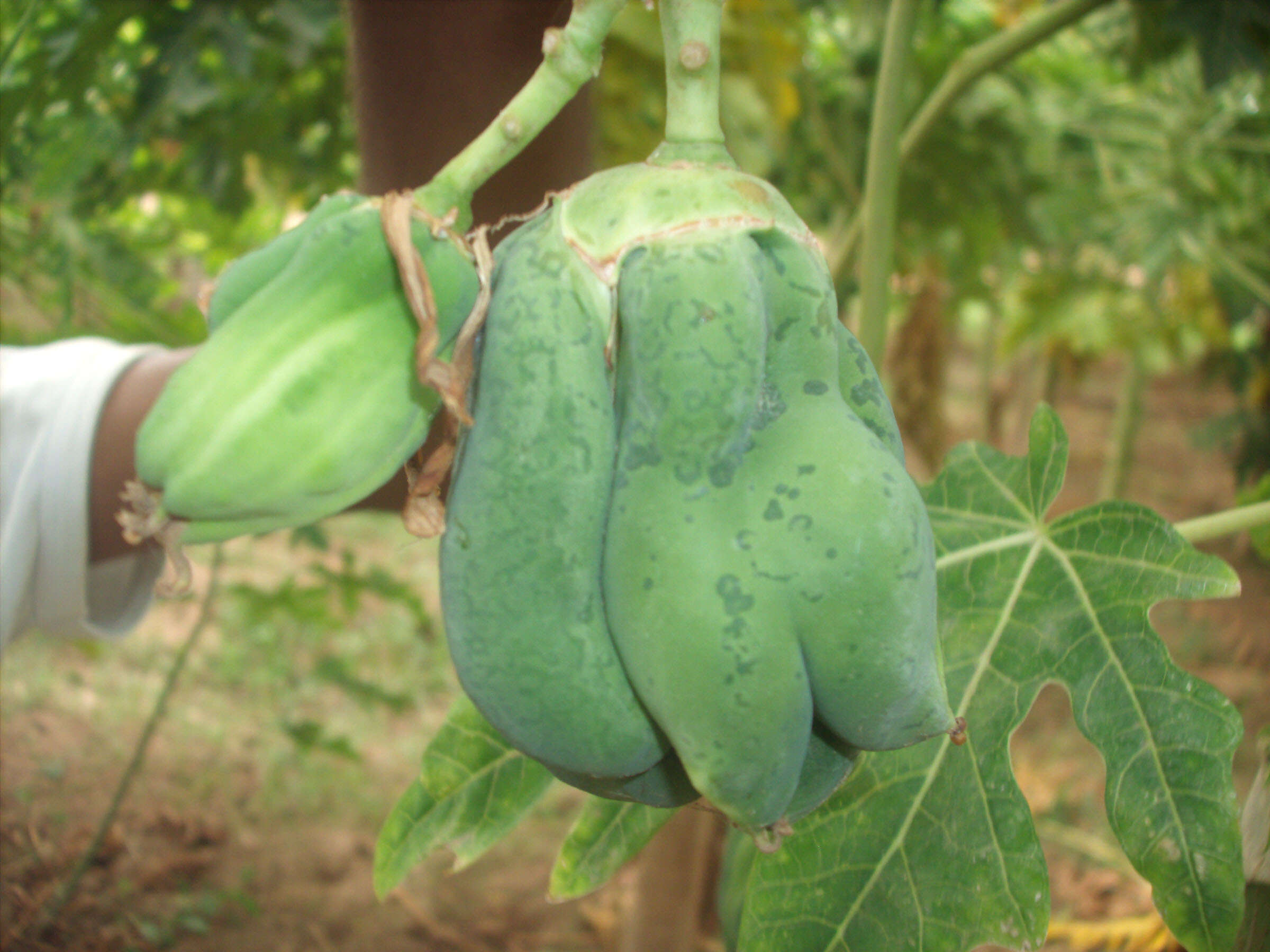 Image of Papaya ringspot virus