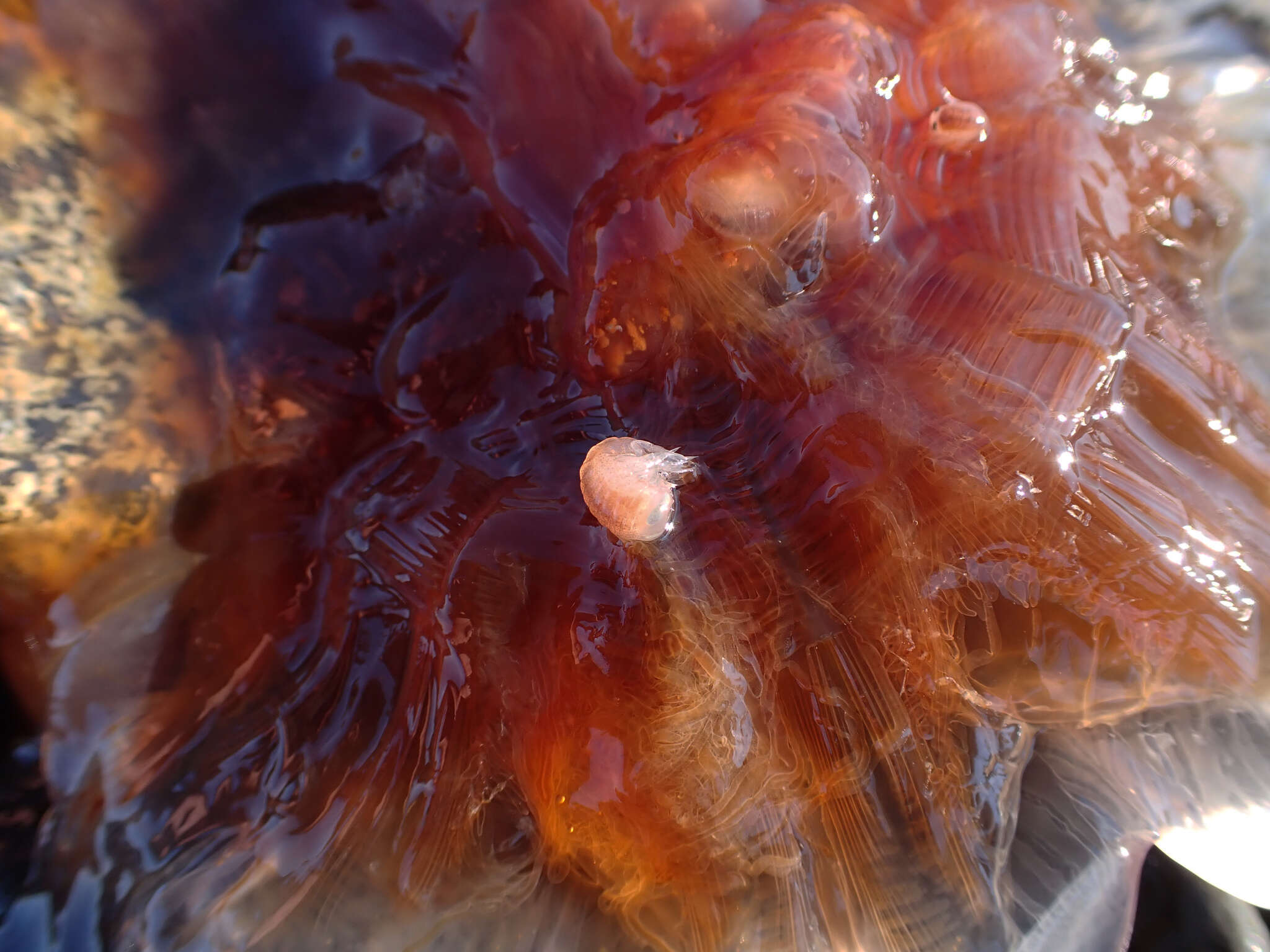 Image of jellyfish amphipods