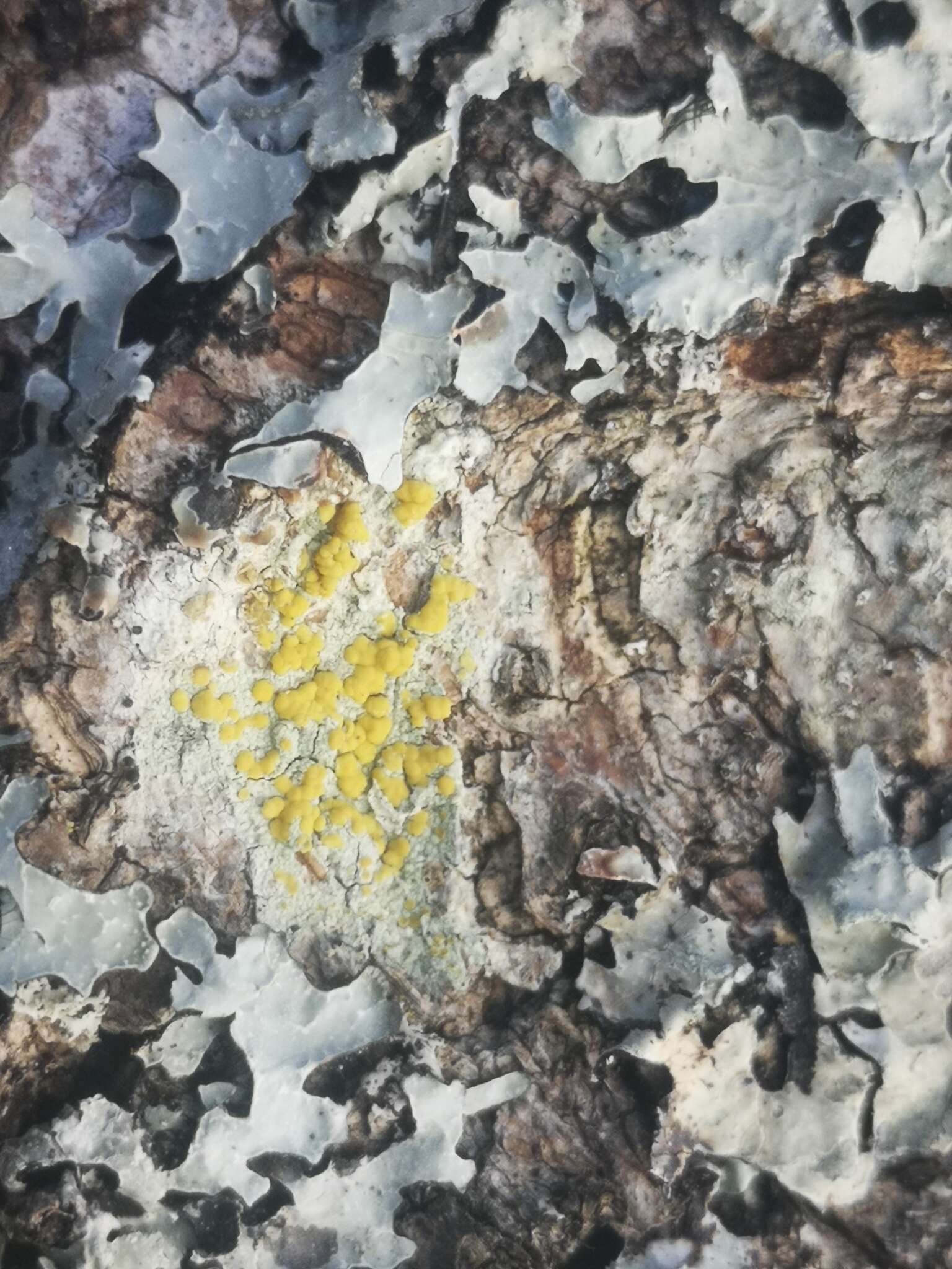 Image of rim lichen