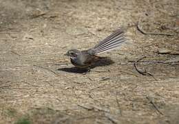 Image of Grey Fantail