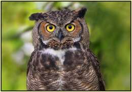 Image of Great Horned Owl