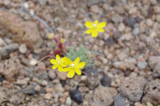 Image of pygmypoppy