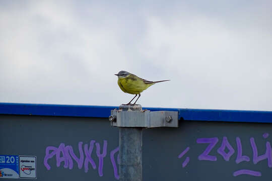 Image of Western Yellow Wagtail