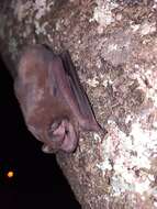 Image of Pallas's Mastiff Bat