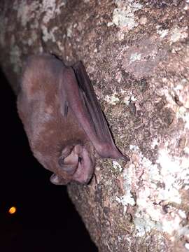 Image of Pallas's Mastiff Bat