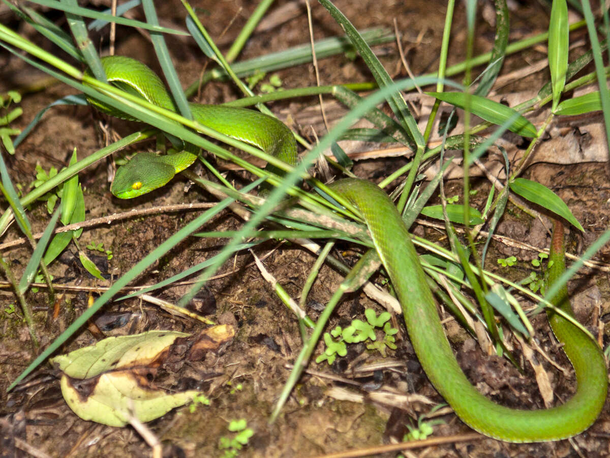 Image of Cardamom Mountains Green Pitviper