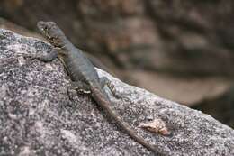 Tropidurus hispidus (Spix 1825) resmi